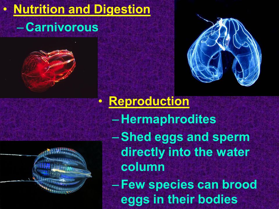 Nutrition and Digestion –Carnivorous Reproduction –Hermaphrodites –Shed eggs and sperm directly into the water column –Few species can brood eggs in their bodies