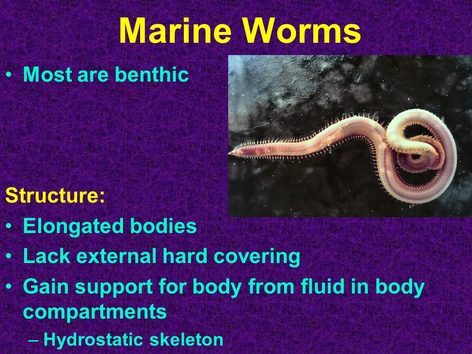 Marine Worms Most are benthic Structure: Elongated bodies Lack external hard covering Gain support for body from fluid in body compartments –Hydrostatic skeleton