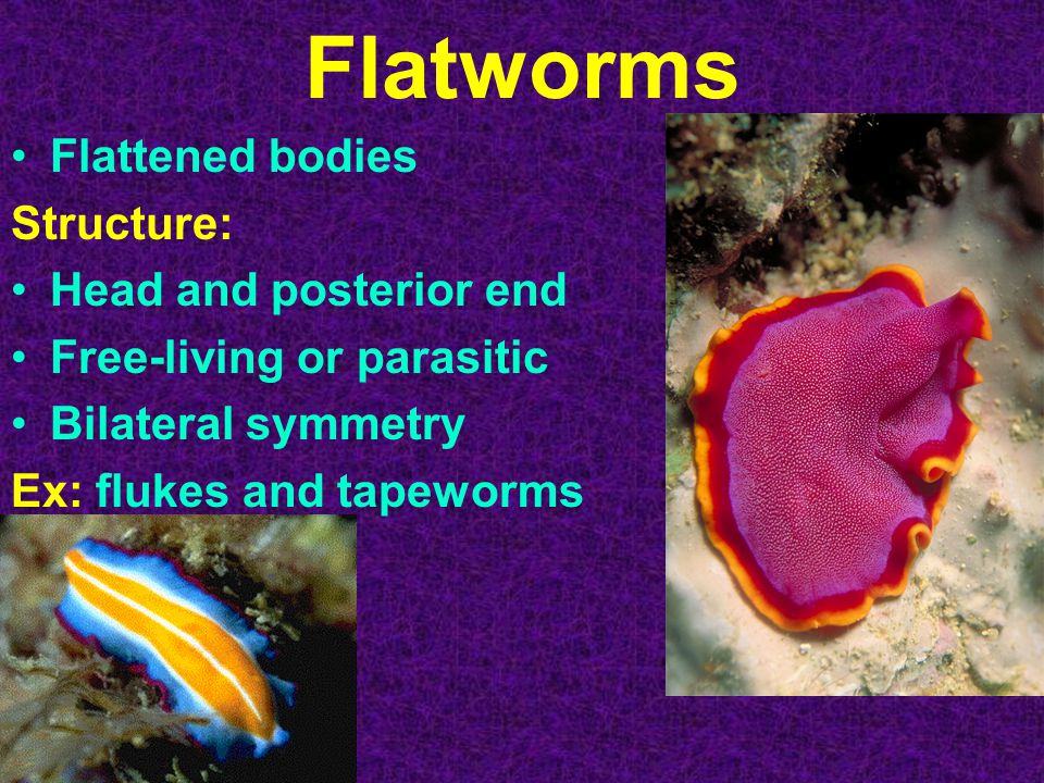 Flatworms Flattened bodies Structure: Head and posterior end Free-living or parasitic Bilateral symmetry Ex: flukes and tapeworms