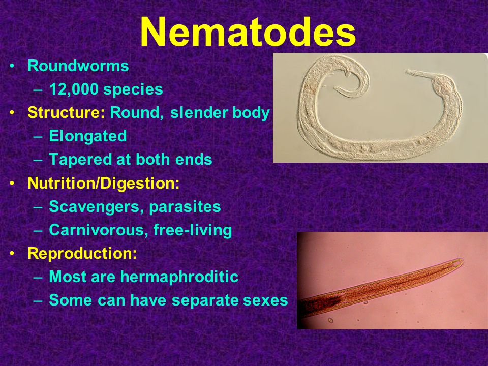 Nematodes Roundworms –12,000 species Structure: Round, slender body –Elongated –Tapered at both ends Nutrition/Digestion: –Scavengers, parasites –Carnivorous, free-living Reproduction: –Most are hermaphroditic –Some can have separate sexes