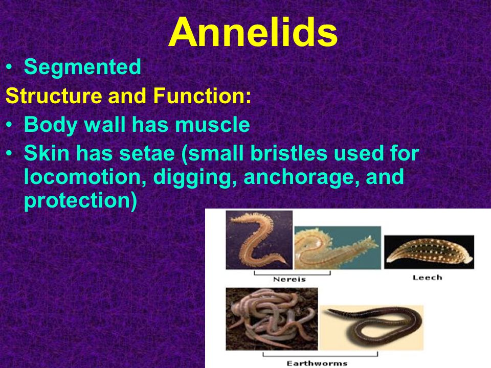 Annelids Segmented Structure and Function: Body wall has muscle Skin has setae (small bristles used for locomotion, digging, anchorage, and protection)