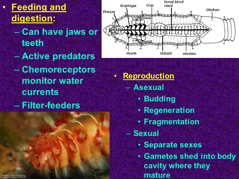 Feeding and digestion: –Can have jaws or teeth –Active predators –Chemoreceptors monitor water currents –Filter-feeders Reproduction –Asexual Budding Regeneration Fragmentation –Sexual Separate sexes Gametes shed into body cavity where they mature