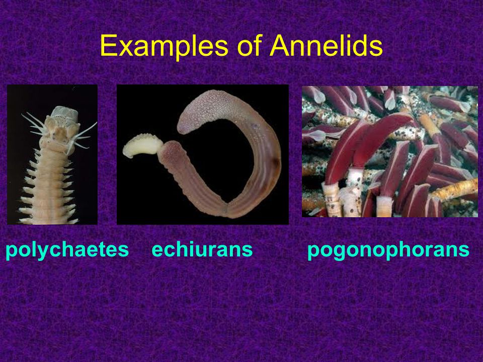 Examples of Annelids polychaetesechiuranspogonophorans