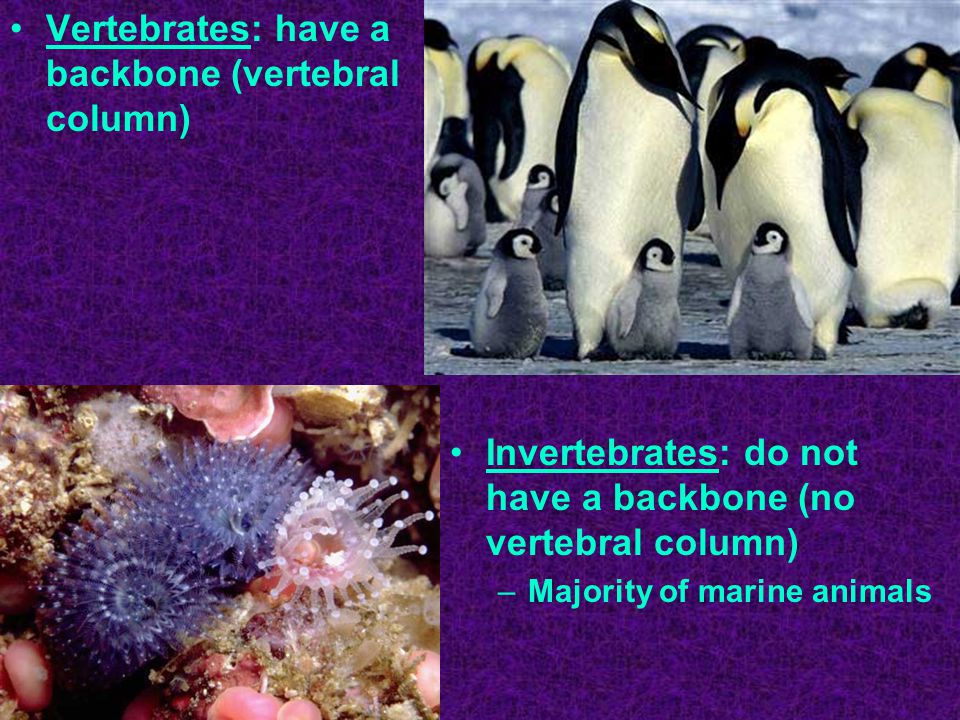 Vertebrates: have a backbone (vertebral column) Invertebrates: do not have a backbone (no vertebral column) –Majority of marine animals
