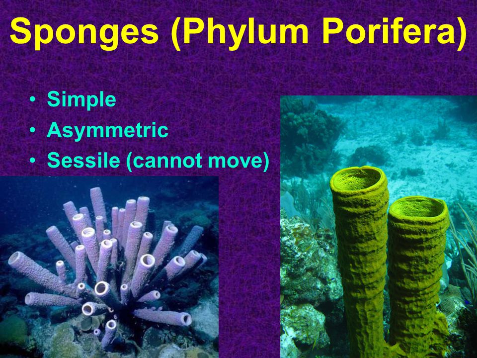 Sponges (Phylum Porifera) Simple Asymmetric Sessile (cannot move)