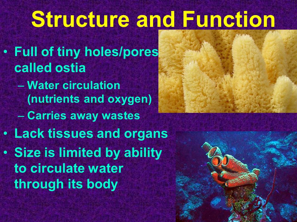 Structure and Function Full of tiny holes/pores called ostia –Water circulation (nutrients and oxygen) –Carries away wastes Lack tissues and organs Size is limited by ability to circulate water through its body
