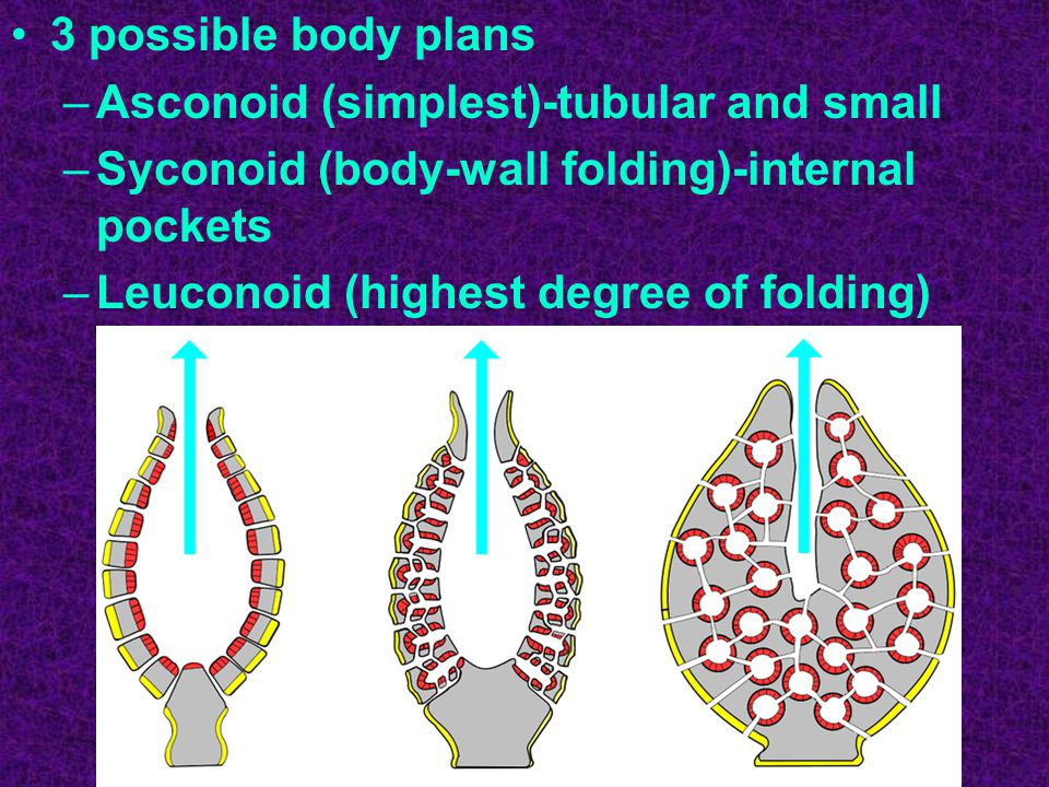 3 possible body plans –Asconoid (simplest)-tubular and small –Syconoid (body-wall folding)-internal pockets –Leuconoid (highest degree of folding)