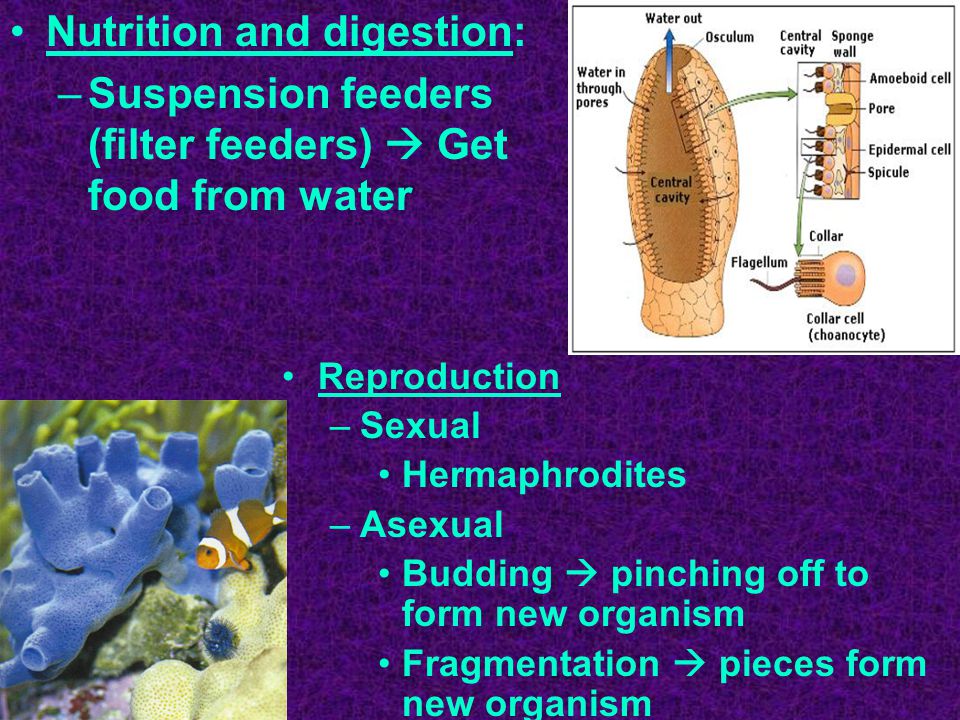 Nutrition and digestion: –Suspension feeders (filter feeders)  Get food from water Reproduction –Sexual Hermaphrodites –Asexual Budding  pinching off to form new organism Fragmentation  pieces form new organism