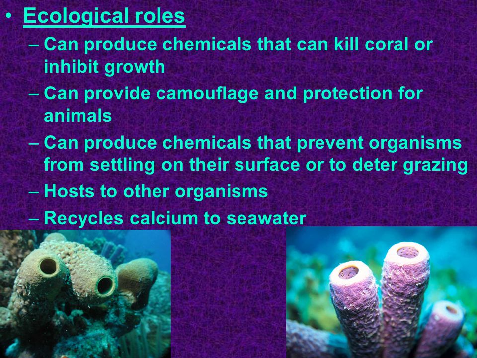 Ecological roles –Can produce chemicals that can kill coral or inhibit growth –Can provide camouflage and protection for animals –Can produce chemicals that prevent organisms from settling on their surface or to deter grazing –Hosts to other organisms –Recycles calcium to seawater