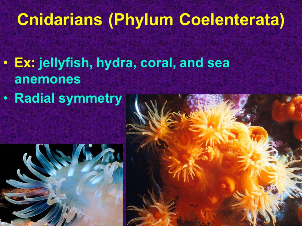 Cnidarians (Phylum Coelenterata) Ex: jellyfish, hydra, coral, and sea anemones Radial symmetry