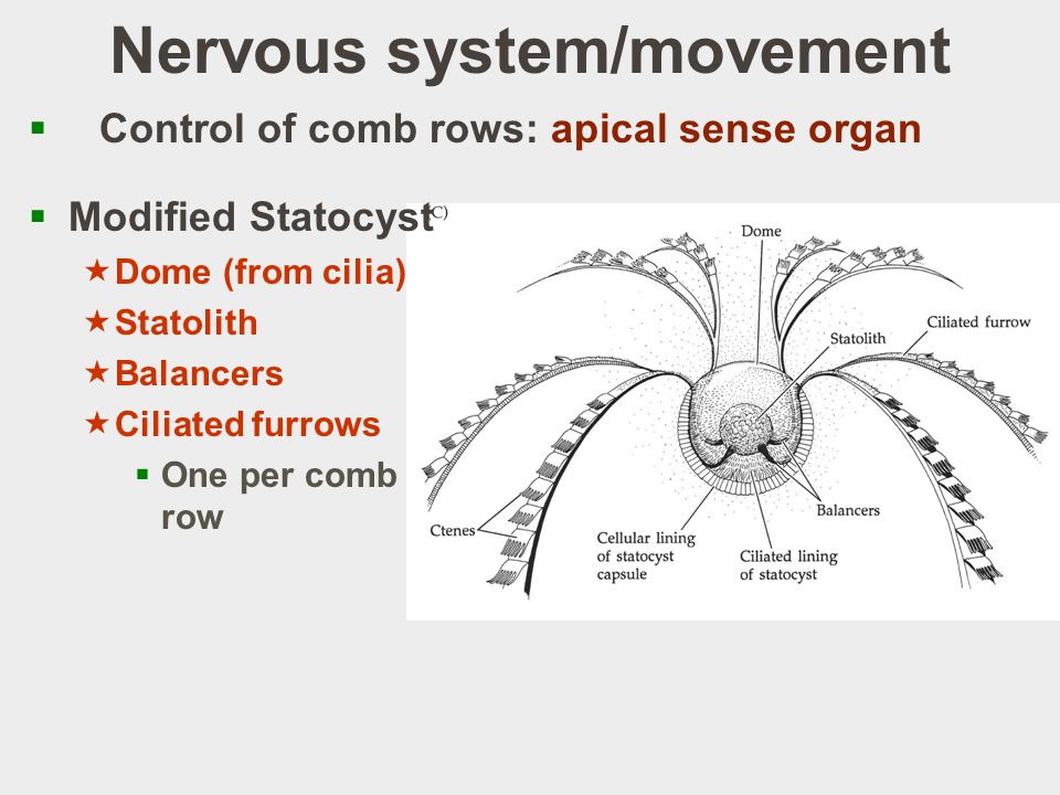 Nervous system/movement  Control of comb rows: apical sense organ  Modified Statocyst  Dome (from cilia)  Statolith  Balancers  Ciliated furrows  One per comb row
