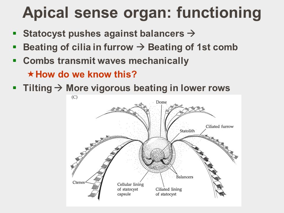 Apical sense organ: functioning  Statocyst pushes against balancers   Beating of cilia in furrow  Beating of 1st comb  Combs transmit waves mechanically  How do we know this.