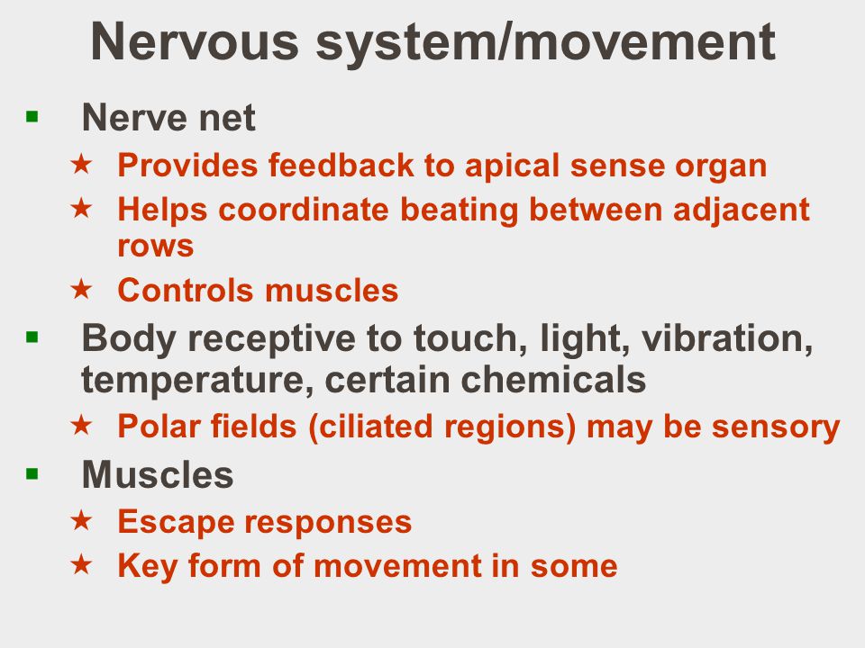 Nervous system/movement  Nerve net  Provides feedback to apical sense organ  Helps coordinate beating between adjacent rows  Controls muscles  Body receptive to touch, light, vibration, temperature, certain chemicals  Polar fields (ciliated regions) may be sensory  Muscles  Escape responses  Key form of movement in some