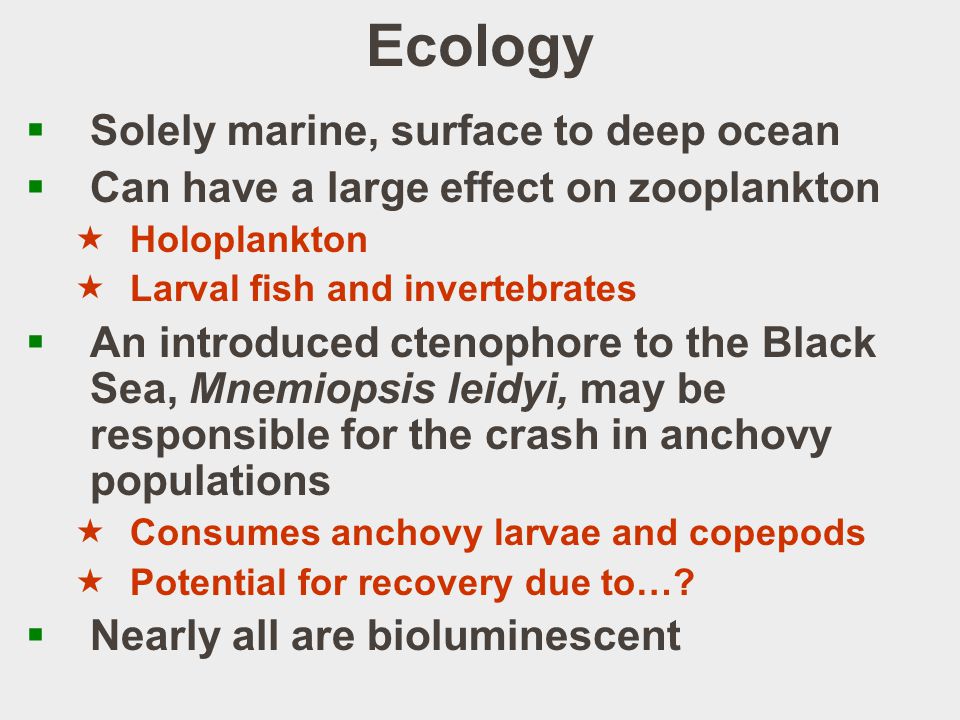 Ecology  Solely marine, surface to deep ocean  Can have a large effect on zooplankton  Holoplankton  Larval fish and invertebrates  An introduced ctenophore to the Black Sea, Mnemiopsis leidyi, may be responsible for the crash in anchovy populations  Consumes anchovy larvae and copepods  Potential for recovery due to….