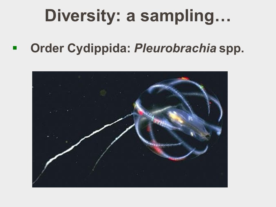 Diversity: a sampling…  Order Cydippida: Pleurobrachia spp.