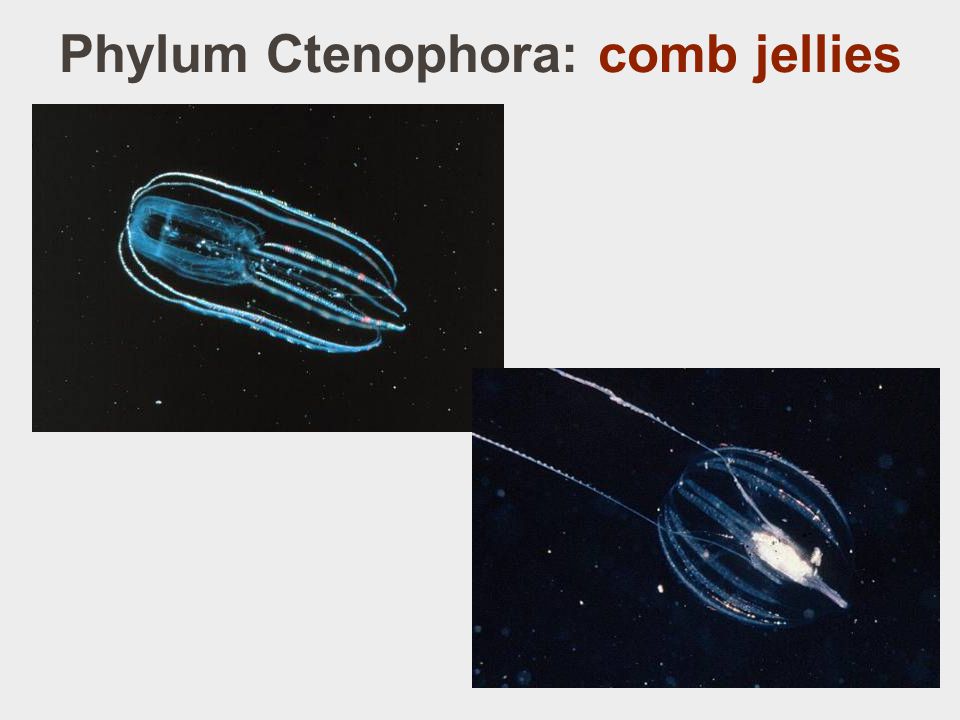 Phylum Ctenophora: comb jellies