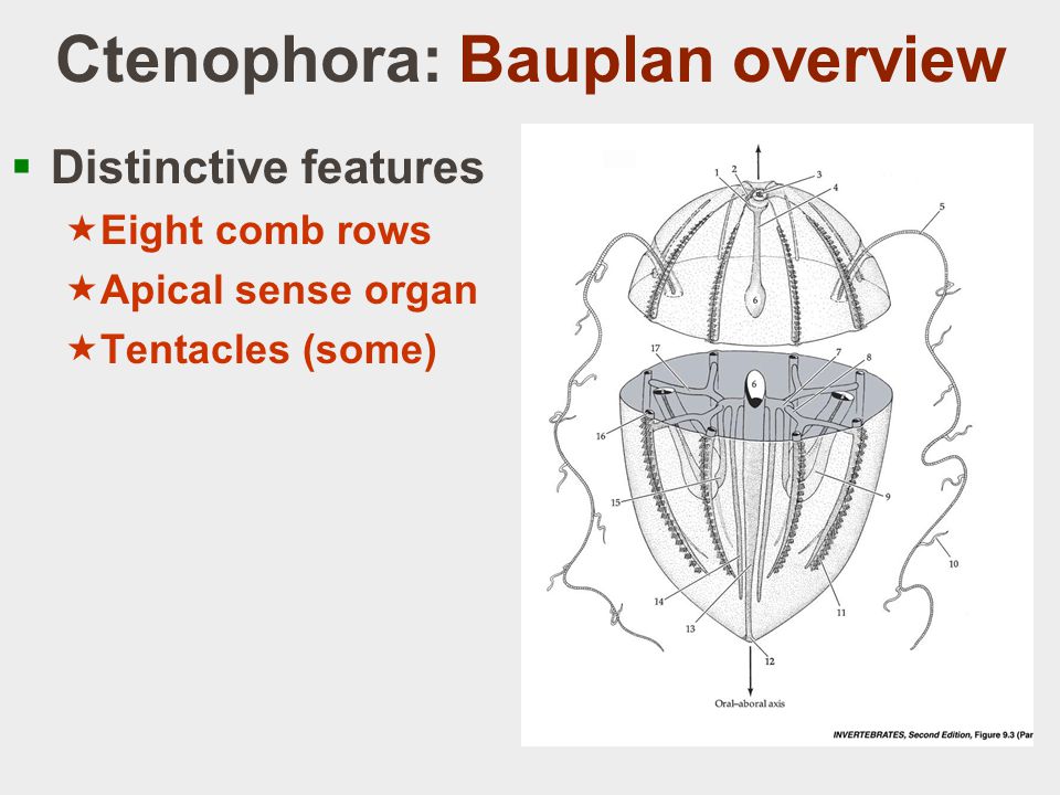 Ctenophora: Bauplan overview  Distinctive features  Eight comb rows  Apical sense organ  Tentacles (some)