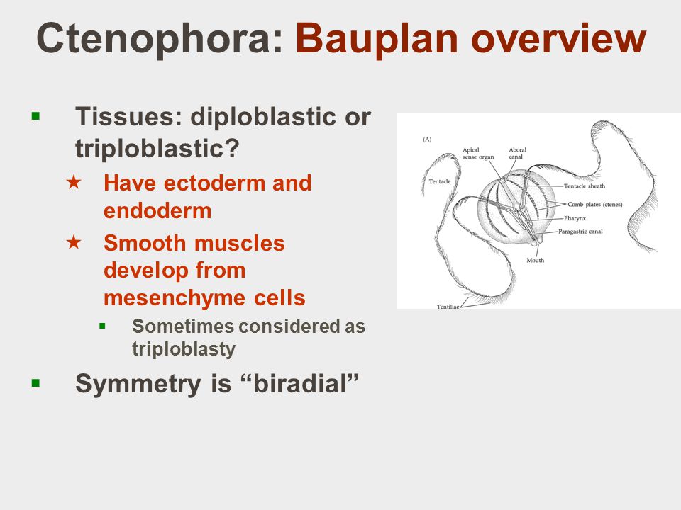Ctenophora: Bauplan overview  Tissues: diploblastic or triploblastic.