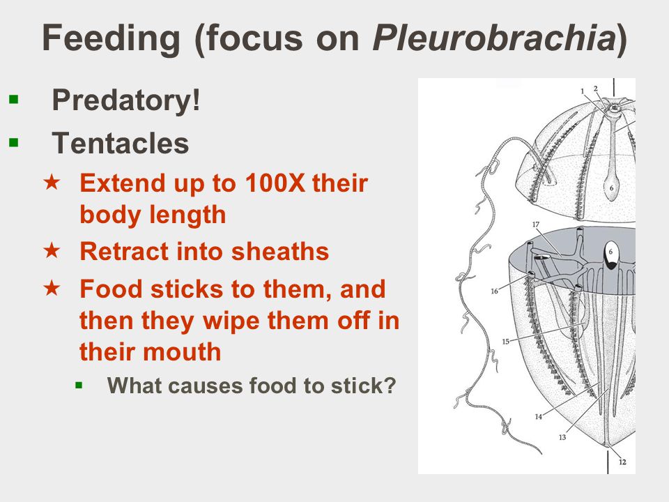 Feeding (focus on Pleurobrachia)  Predatory.