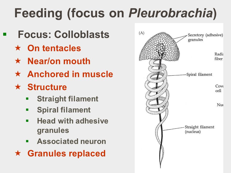 Feeding (focus on Pleurobrachia)  Focus: Colloblasts  On tentacles  Near/on mouth  Anchored in muscle  Structure  Straight filament  Spiral filament  Head with adhesive granules  Associated neuron  Granules replaced