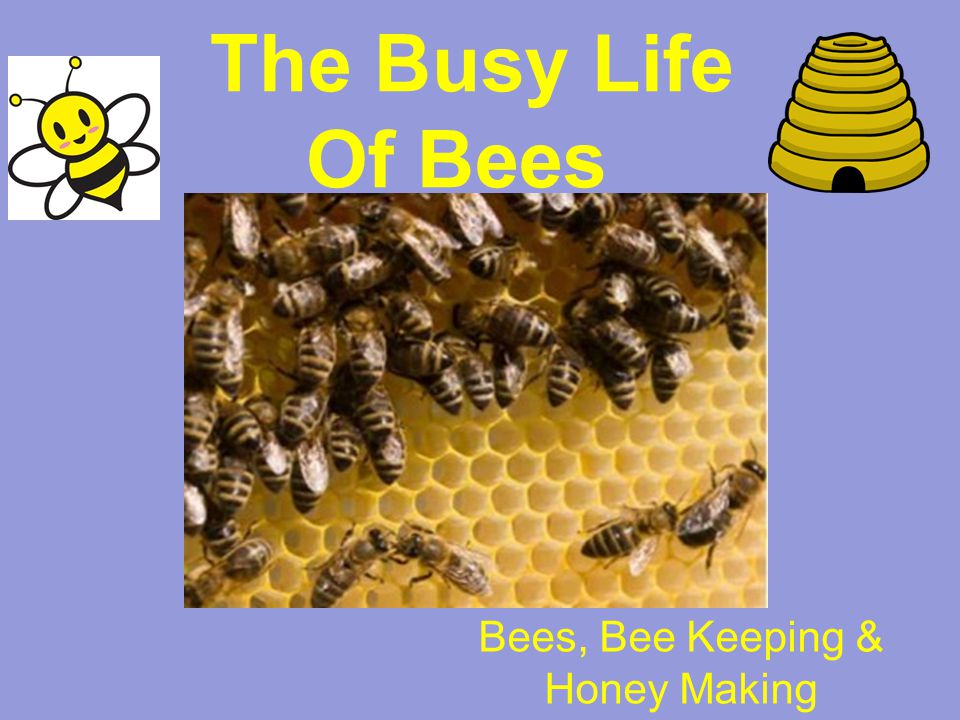 The Busy Life Of Bees Bees, Bee Keeping & Honey Making