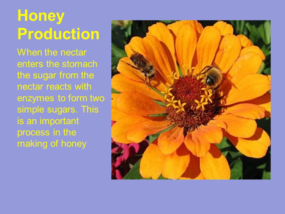 Honey Production When the nectar enters the stomach the sugar from the nectar reacts with enzymes to form two simple sugars.