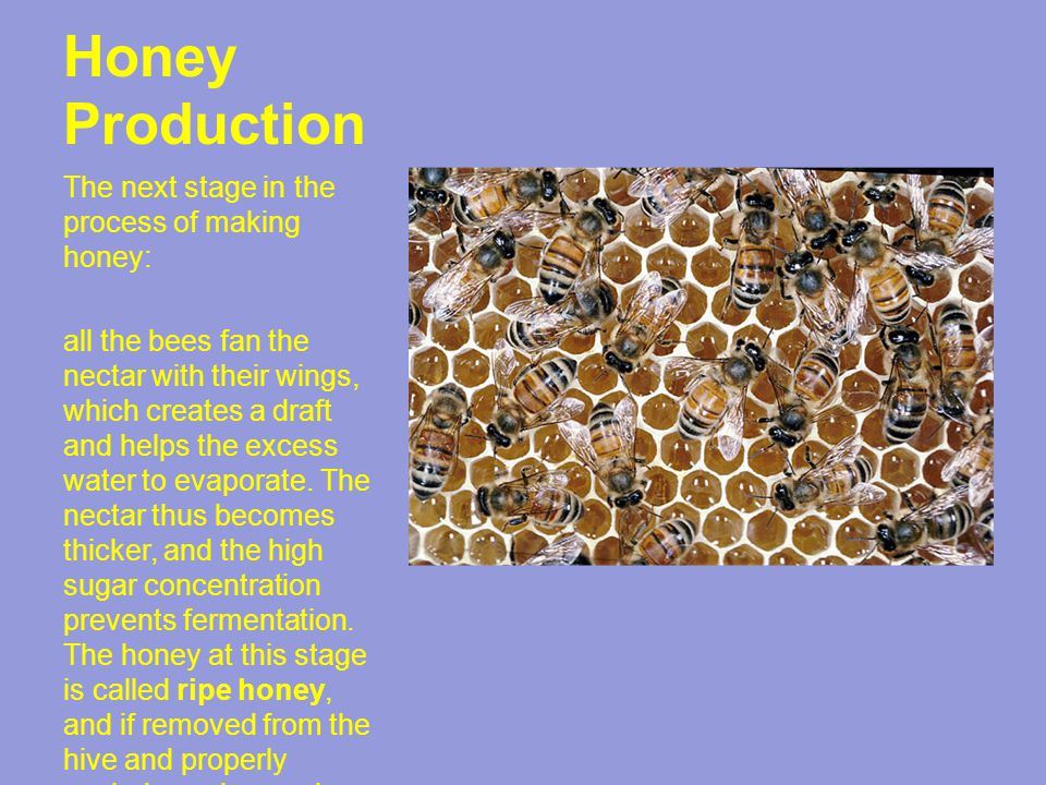 Honey Production The next stage in the process of making honey: all the bees fan the nectar with their wings, which creates a draft and helps the excess water to evaporate.