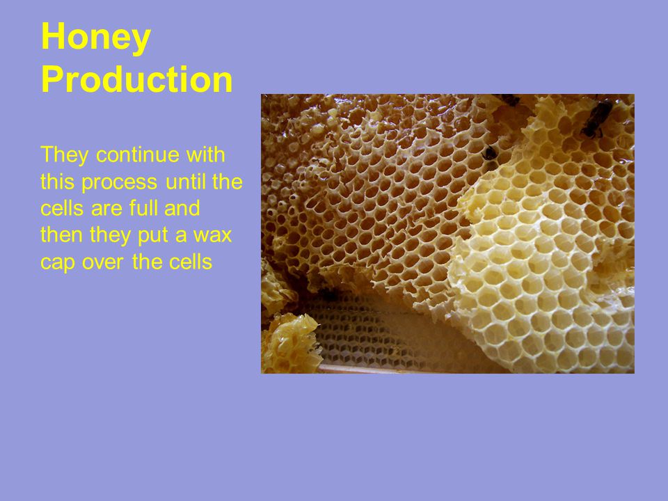 Honey Production They continue with this process until the cells are full and then they put a wax cap over the cells