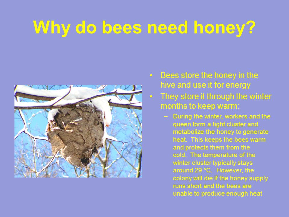 Why do bees need honey.