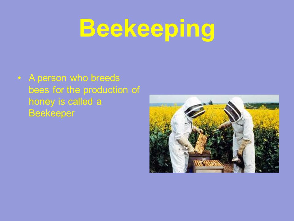 Beekeeping A person who breeds bees for the production of honey is called a Beekeeper