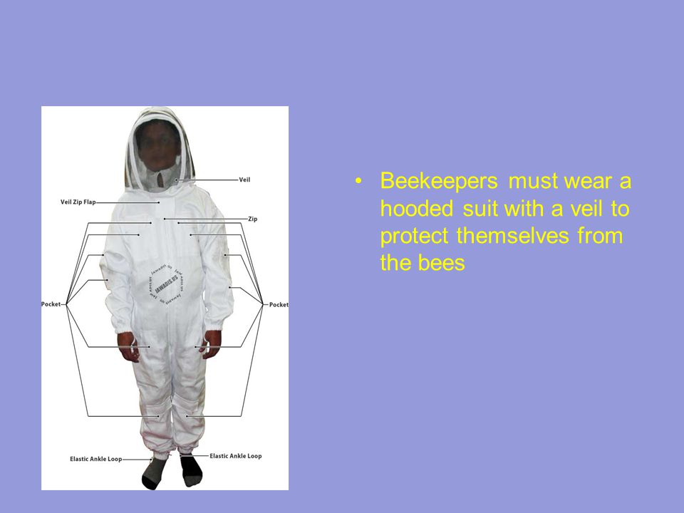 Beekeepers must wear a hooded suit with a veil to protect themselves from the bees