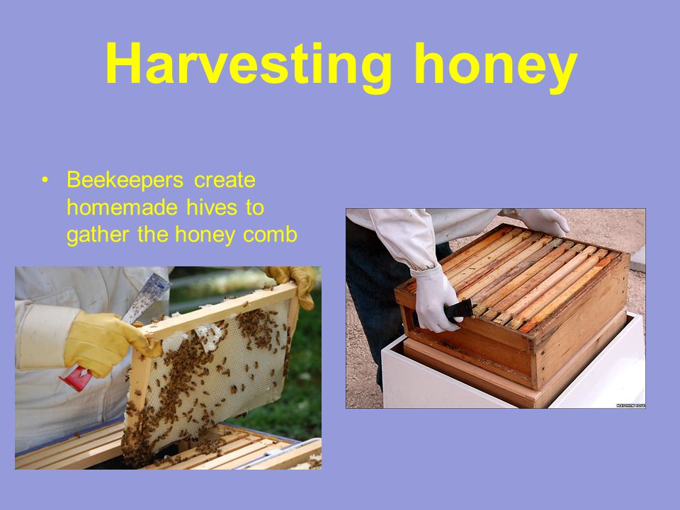 Harvesting honey Beekeepers create homemade hives to gather the honey comb