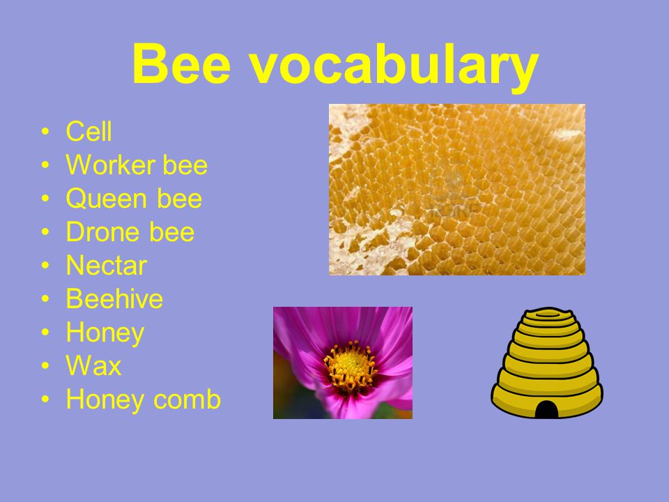 Bee vocabulary Cell Worker bee Queen bee Drone bee Nectar Beehive Honey Wax Honey comb
