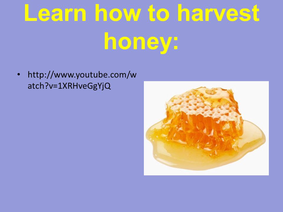 Learn how to harvest honey:   atch v=1XRHveGgYjQ