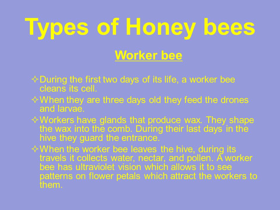 Types of Honey bees Worker bee  During the first two days of its life, a worker bee cleans its cell.