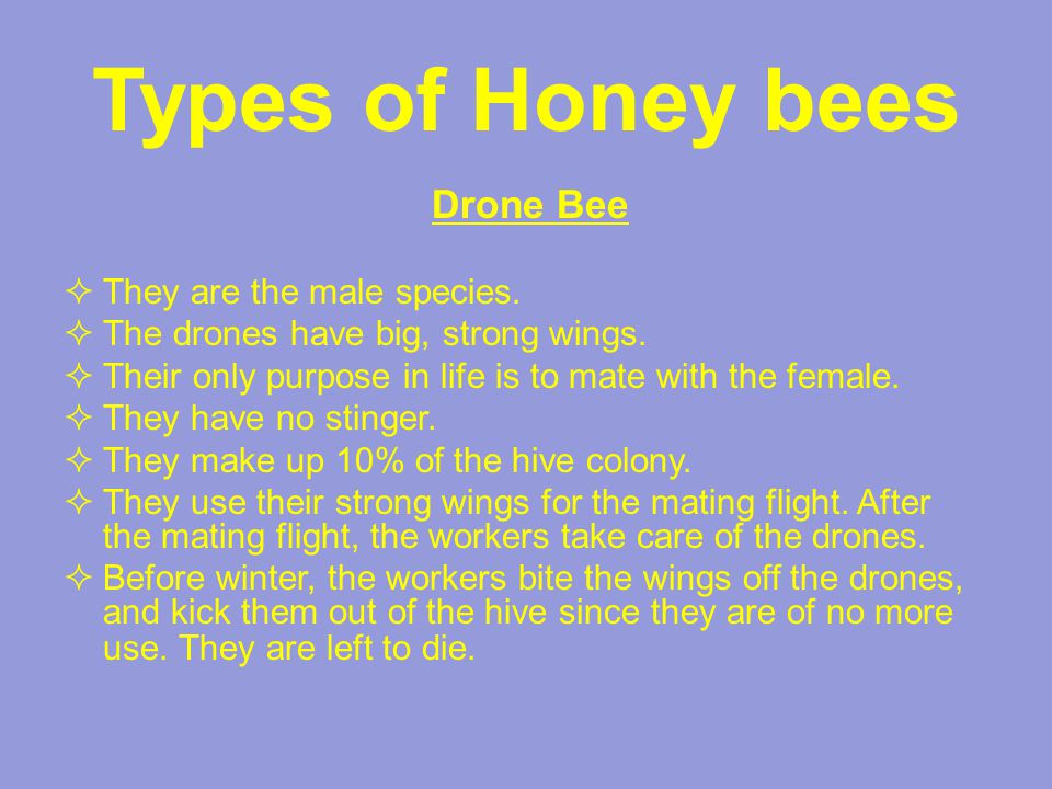 Types of Honey bees Drone Bee  They are the male species.