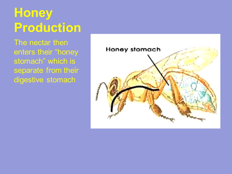 Honey Production The nectar then enters their honey stomach which is separate from their digestive stomach
