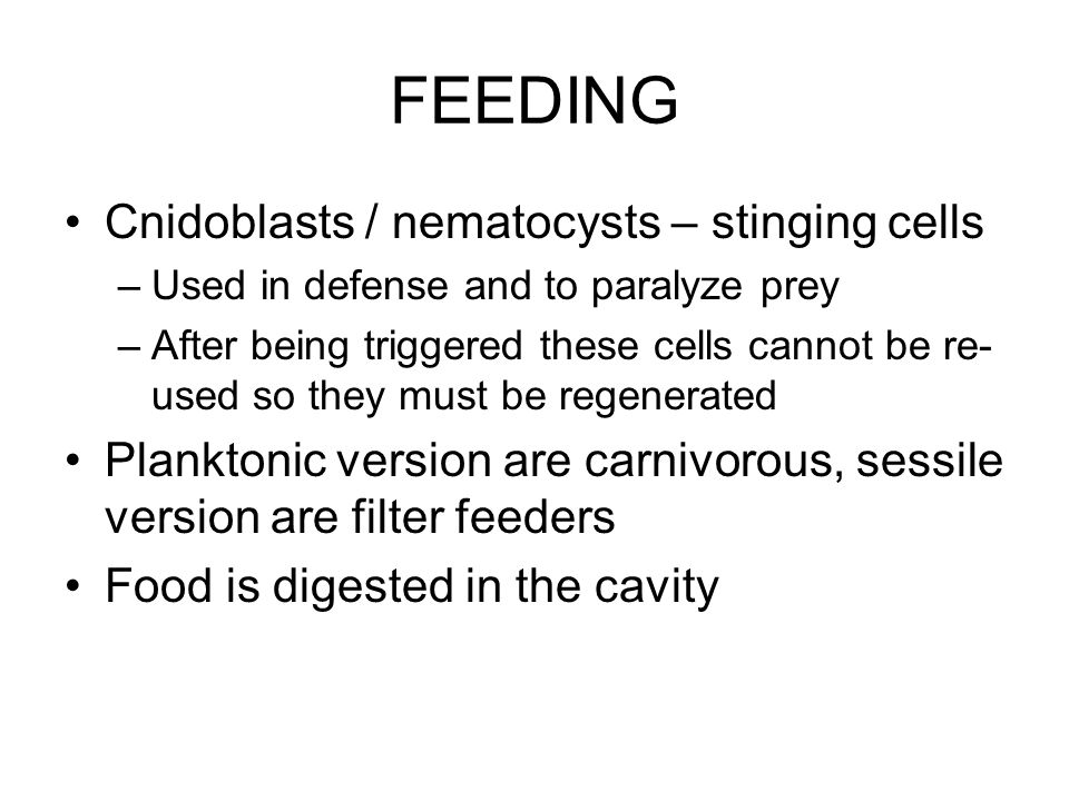 FEEDING Cnidoblasts / nematocysts – stinging cells –Used in defense and to paralyze prey –After being triggered these cells cannot be re- used so they must be regenerated Planktonic version are carnivorous, sessile version are filter feeders Food is digested in the cavity
