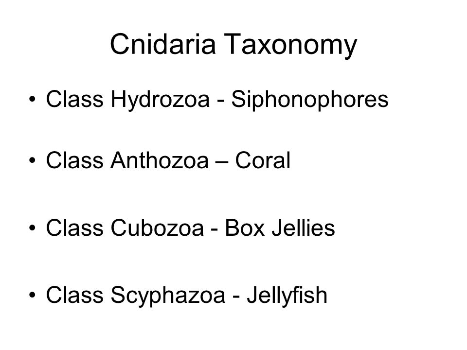 Cnidaria Taxonomy Class Hydrozoa - Siphonophores Class Anthozoa – Coral Class Cubozoa - Box Jellies Class Scyphazoa - Jellyfish