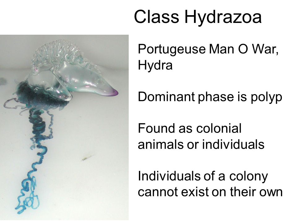 Class Hydrazoa Portugeuse Man O War, Hydra Dominant phase is polyp Found as colonial animals or individuals Individuals of a colony cannot exist on their own
