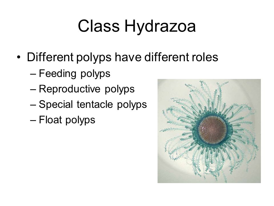Class Hydrazoa Different polyps have different roles –Feeding polyps –Reproductive polyps –Special tentacle polyps –Float polyps