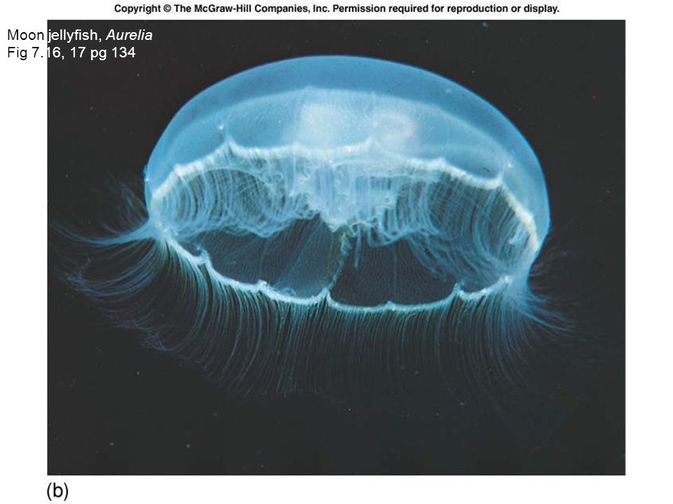 Moon jellyfish, Aurelia Fig 7.16, 17 pg 134