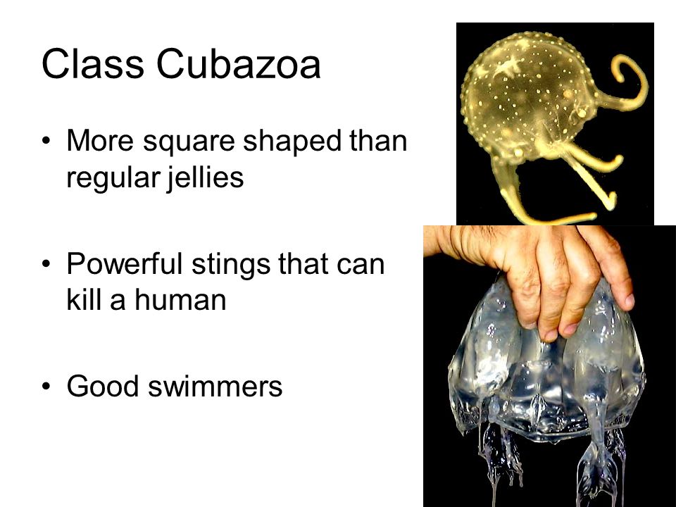 Class Cubazoa More square shaped than regular jellies Powerful stings that can kill a human Good swimmers