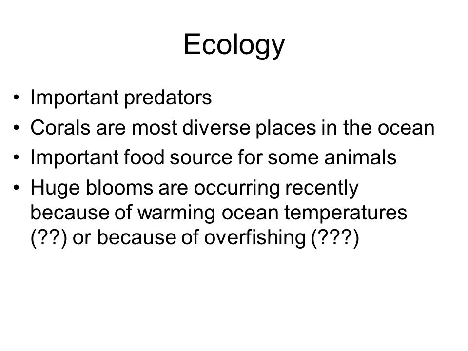 Ecology Important predators Corals are most diverse places in the ocean Important food source for some animals Huge blooms are occurring recently because of warming ocean temperatures ( ) or because of overfishing ( )