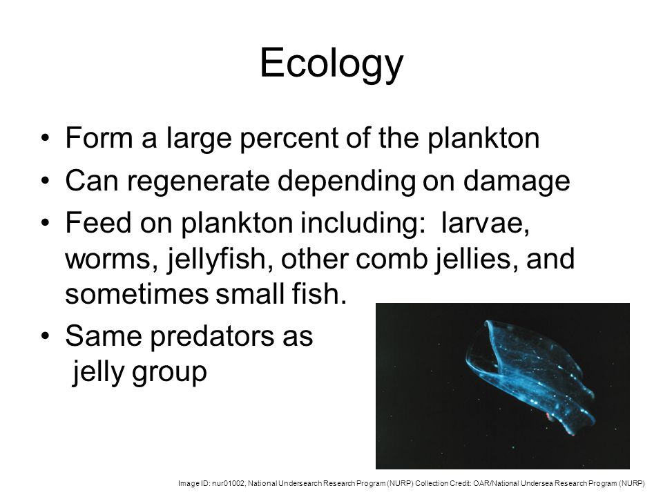 Ecology Form a large percent of the plankton Can regenerate depending on damage Feed on plankton including: larvae, worms, jellyfish, other comb jellies, and sometimes small fish.