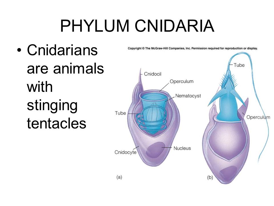 PHYLUM CNIDARIA Cnidarians are animals with stinging tentacles