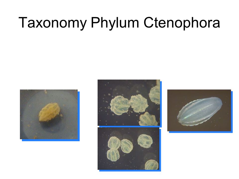 Taxonomy Phylum Ctenophora