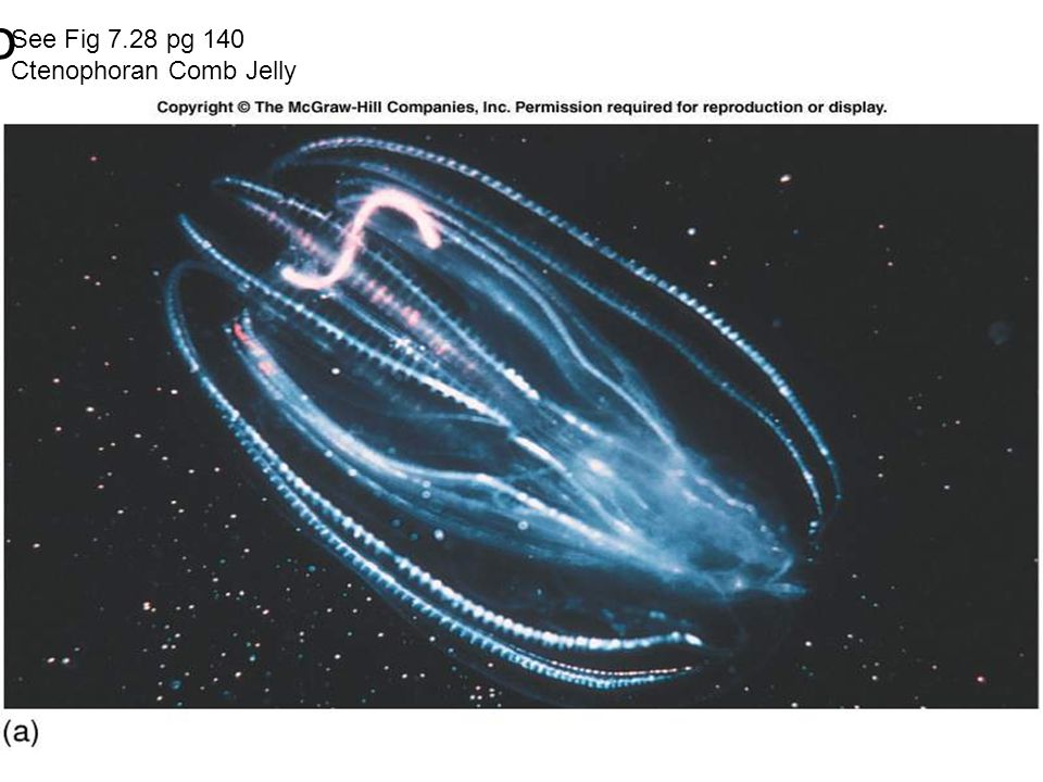 CtenophoreCtenophore See Fig 7.28 pg 140 Ctenophoran Comb Jelly