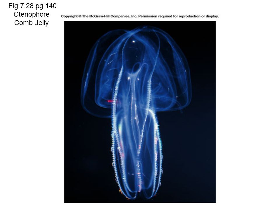 Fig 7.28 pg 140 Ctenophore Comb Jelly