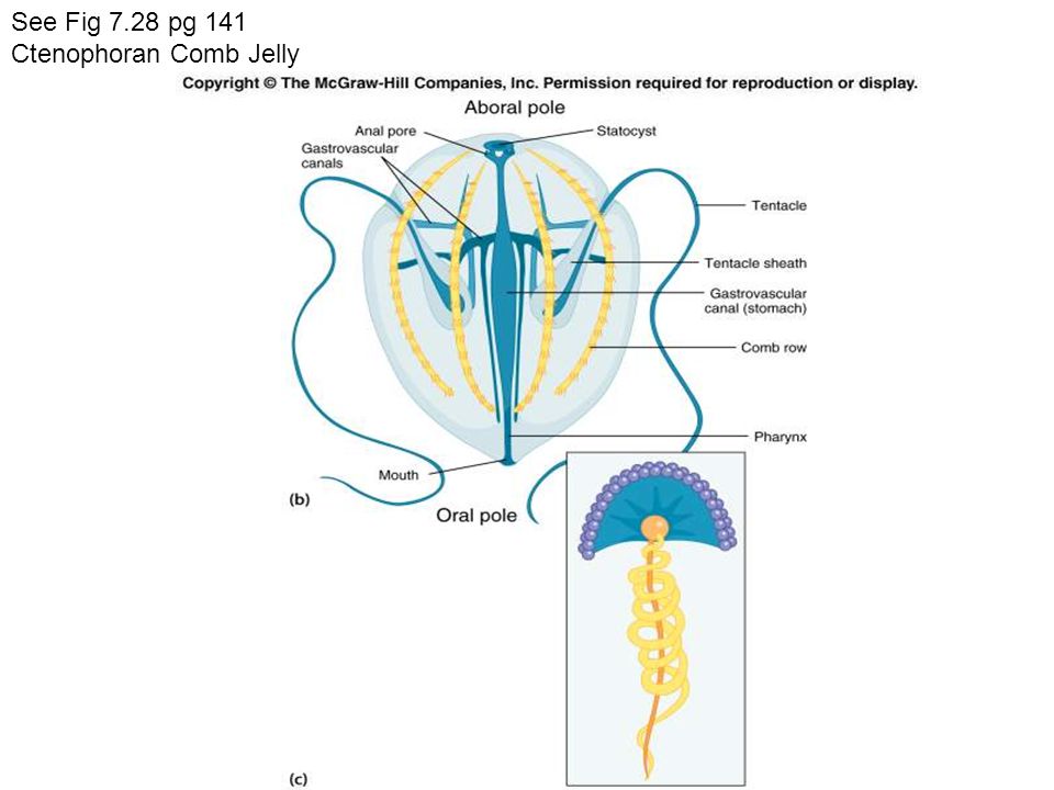 Fig See Fig 7.28 pg 140 Ctenophoran Comb Jelly See Fig 7.28 pg 141 Ctenophoran Comb Jelly